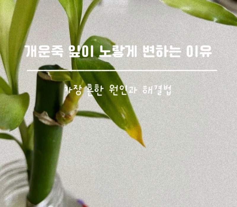 개운죽 잎이 노랗게 변하는 이유, 잎마름부터 수경재배 관리까지