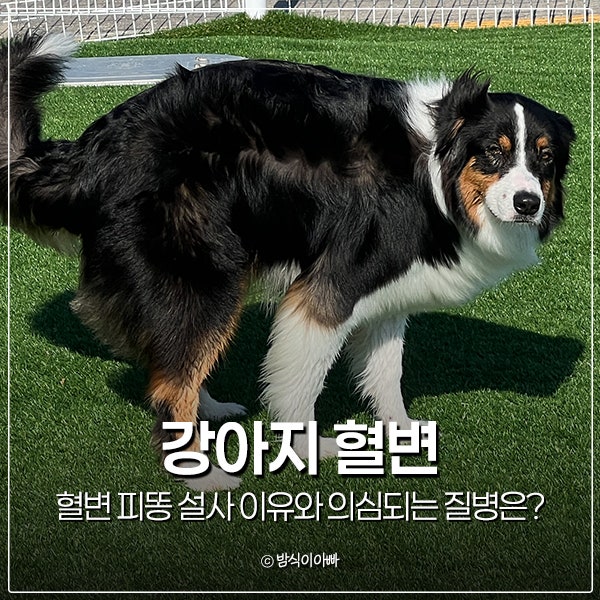 강아지 혈변 피똥 설사 이유와 의심되는 질병은?