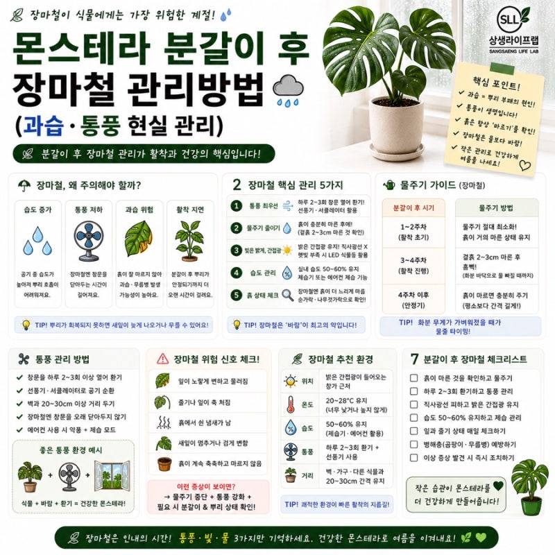 몬스테라 분갈이 후 장마철 관리방법 (과습·통풍 현실 관리)