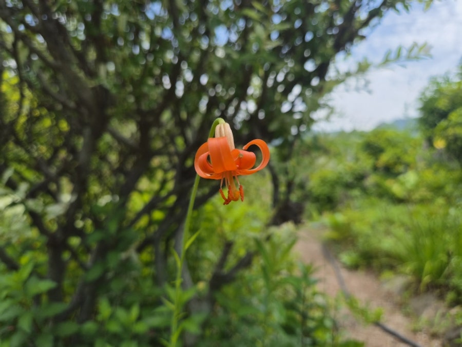 달맞이 사진 5
