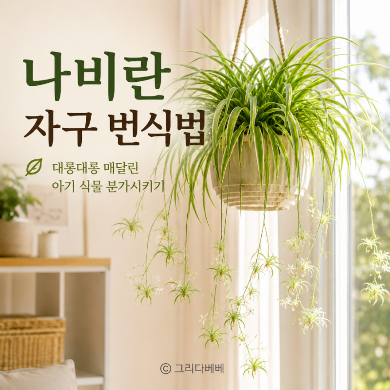 나비란 자구 번식법, 대롱대롱 매달린 아기 식물 분가시키기