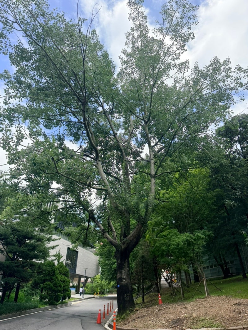[낙엽활엽대교목] 은사시나무 (Populus alba)