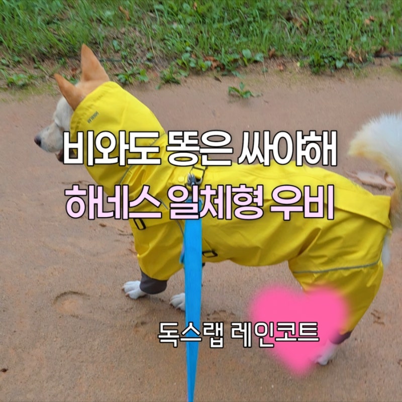 다리짧은 진도믹스 중형견 비옷 독스랩 우비 강아지 올인원 정착기, 하네스 일체형 우비 후....