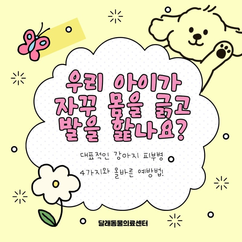 우리 아이가 자꾸 몸을 긁고 핥나요? 강아지 피부병 종류와 예방법!