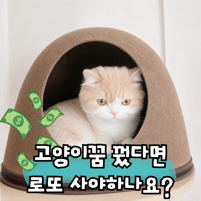 고양이꿈 해석, 금전운이 들어오는 꿈일까요?
