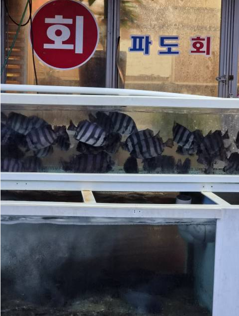 파도회 사진 3
