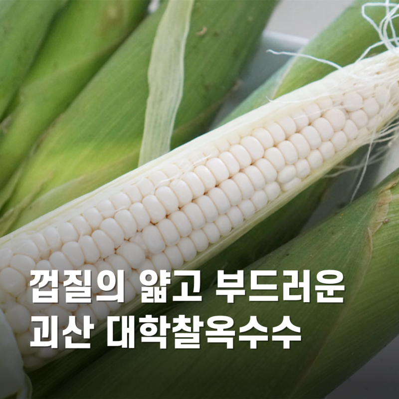 괴산대학찰옥수수 품종과 옥수수 칼로리 정보