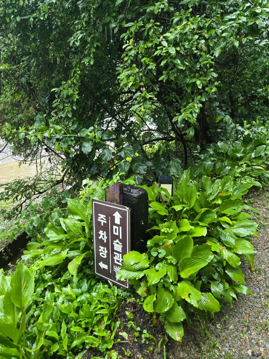 미술관 자작나무숲 사진 2