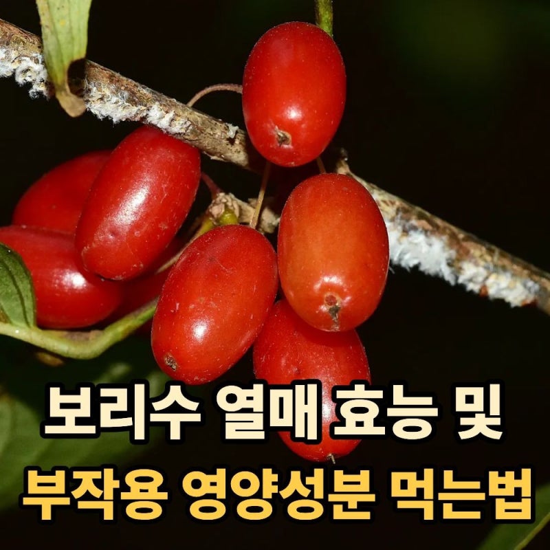 보리수 효능 5가지, 영양성분과 칼로리부터 먹는 방법·부작용까지