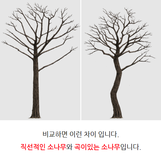 평택조경 소나무 전정(전지) 방법과 시기 정리