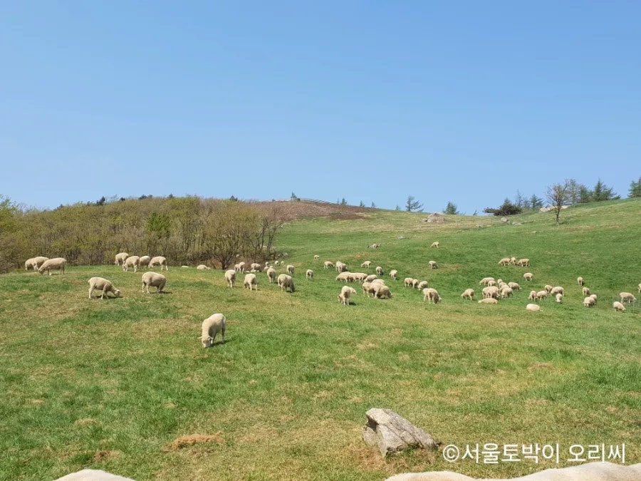 강릉샌드 대관령 양떼목장점 사진 4