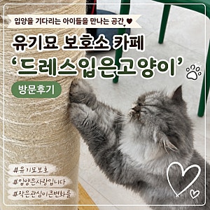 아산 유기묘 보호소 신정호 카페 ‘드레스입은 고양이’ 방문후기