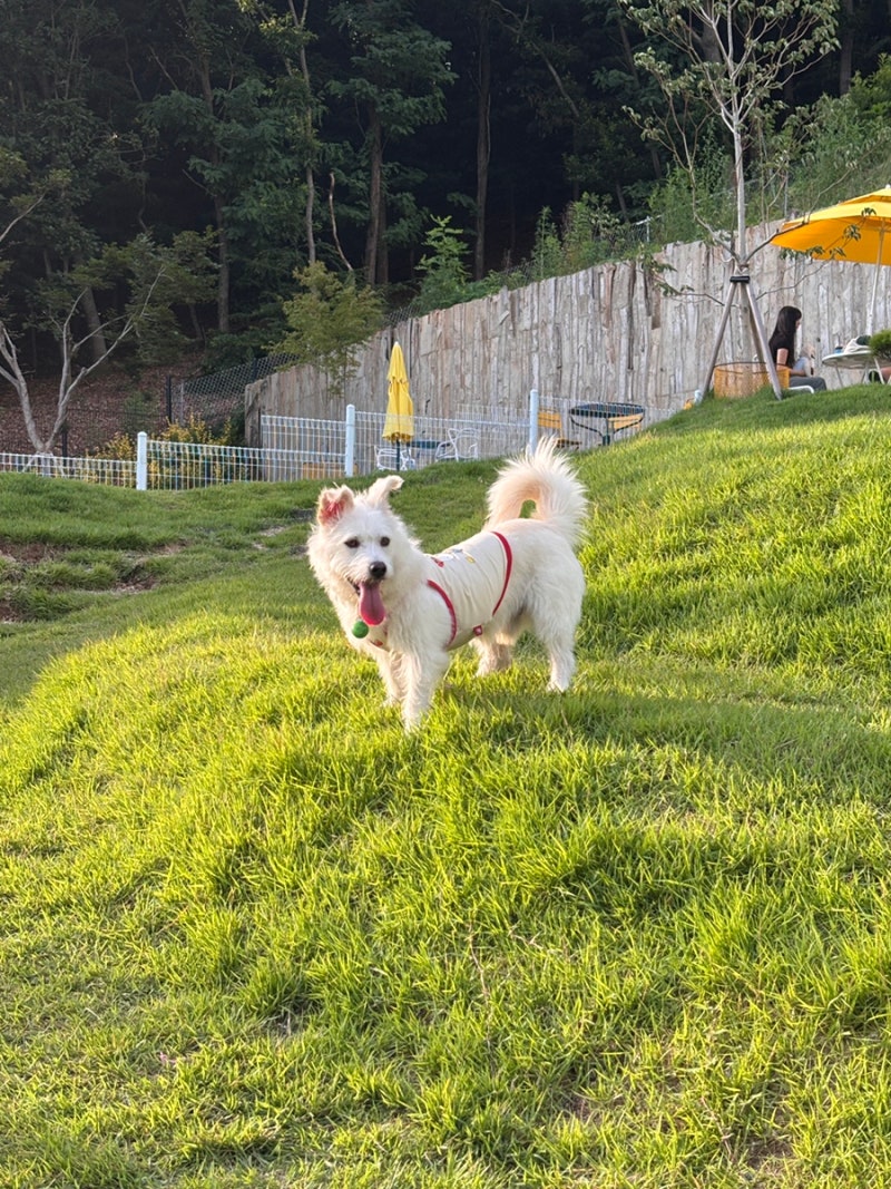 파주 대형애견카페 슈베르몽 야외 애견운동장 오픈 후기 입장료 아쉬운점