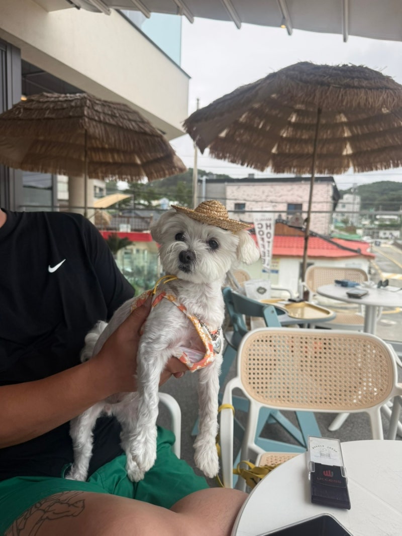 강원도 양양 가볼만한곳 죽도해변 애견동반 카페 마할로 오션뷰