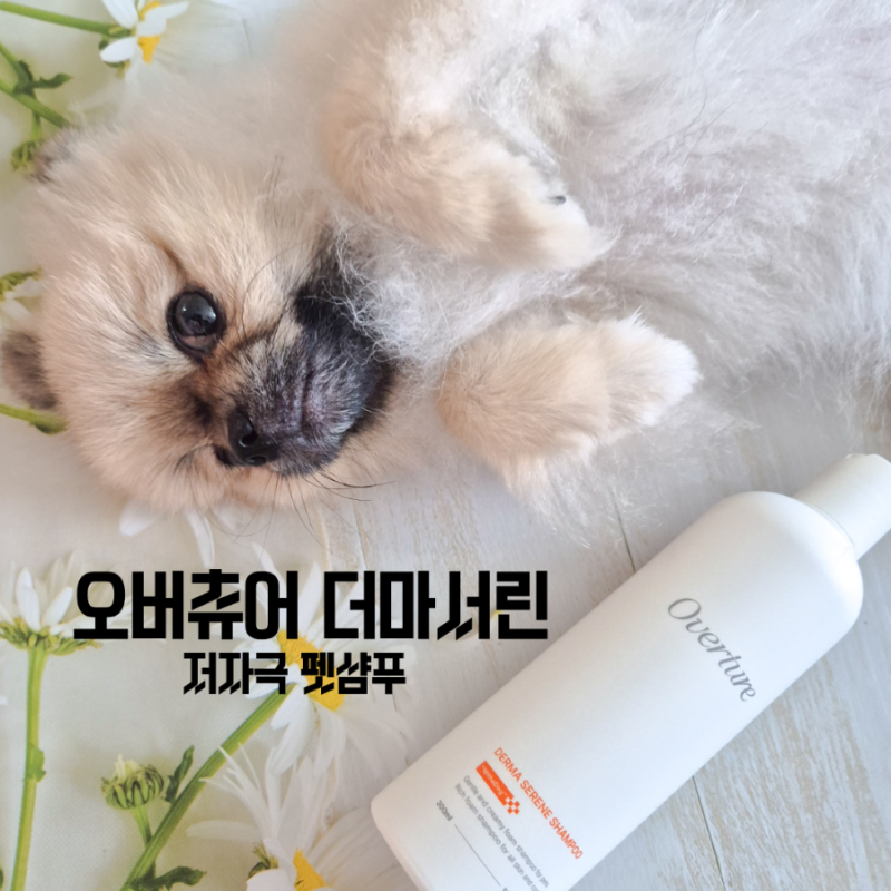 강아지 피부를 위한 저자극 펫샴푸, 오버츄어 더마 서린 사용 후기