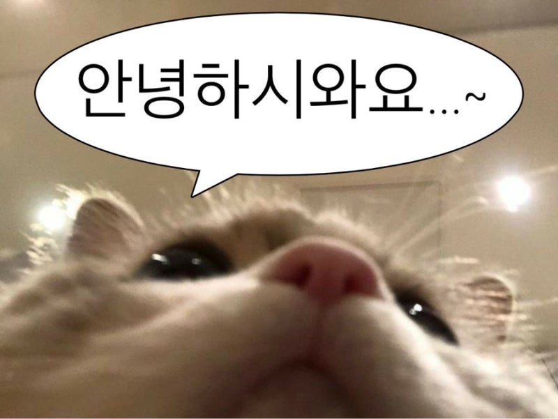 [독일 교환학생] #7 독일 교환학생 준비물 / 필수품