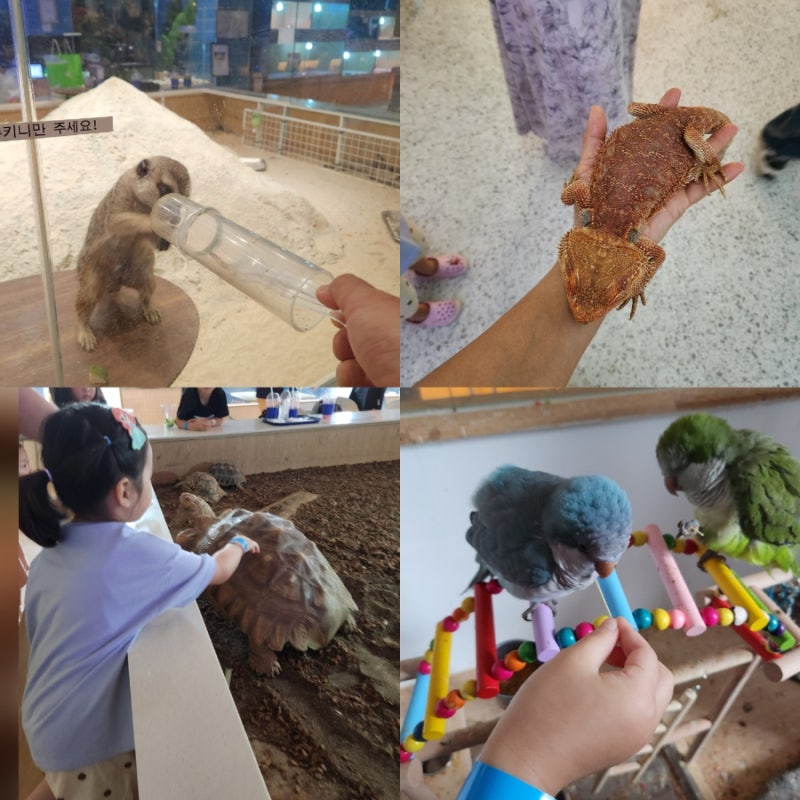 동성로 실내 놀거리 대구 아이랑 가볼만한 곳 동물원 이색카페 아쿠아밸리
