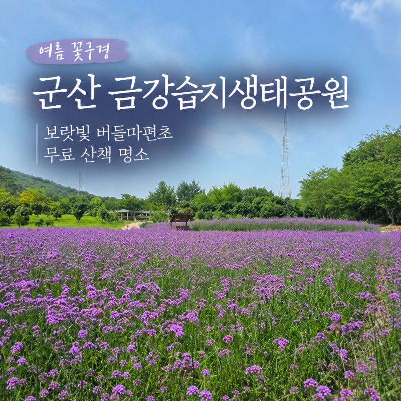 군산 금강습지생태공원 보랏빛 버들마편초 무료 산책 명소 총정리