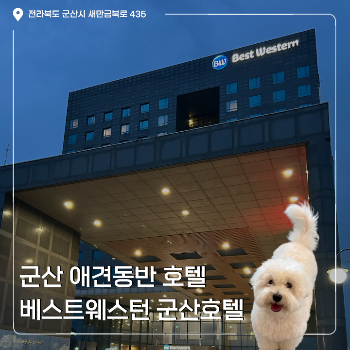 군산 애견동반 호텔 추천 | 베스트웨스턴 군산호텔 펫 프렌들리 객실 후기