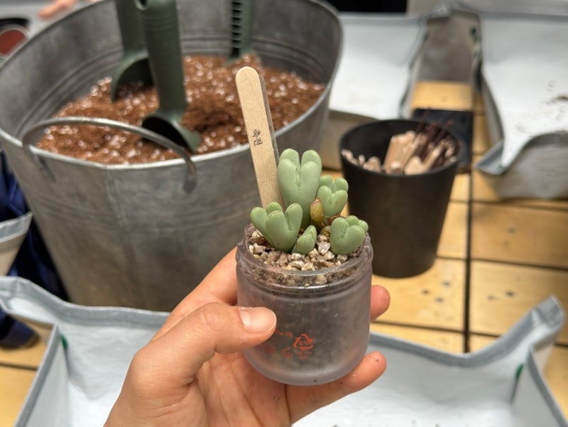 축전 다육이 원룸에서 키우기 쉬울까? 세 번 키워보고 실패한 후기
