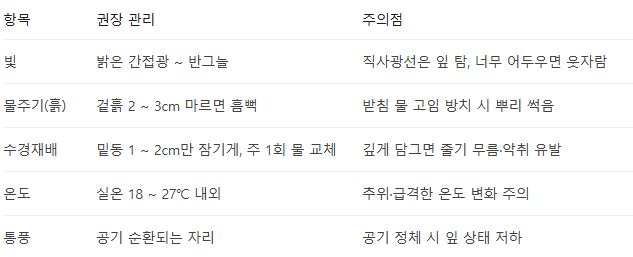 행운목 키우는 방법