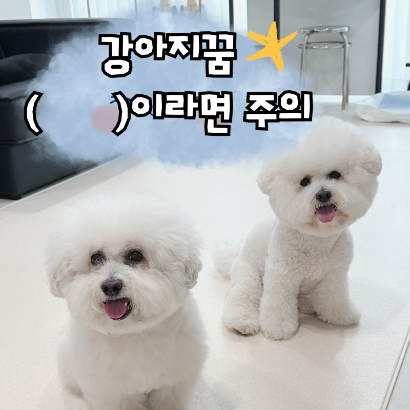 강아지꿈, 흉몽 신호 7가지!