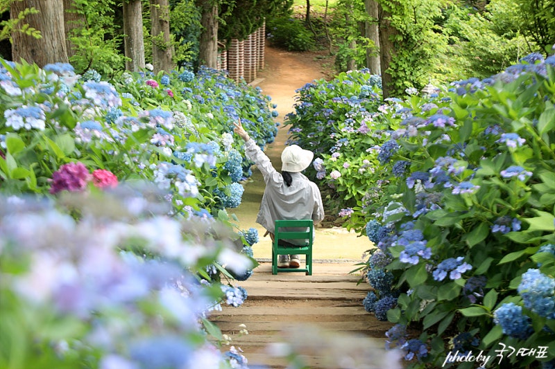 Chungnam Must-Visit: Taean Farm Kamille Hydrangea Festival, Domestic Travel