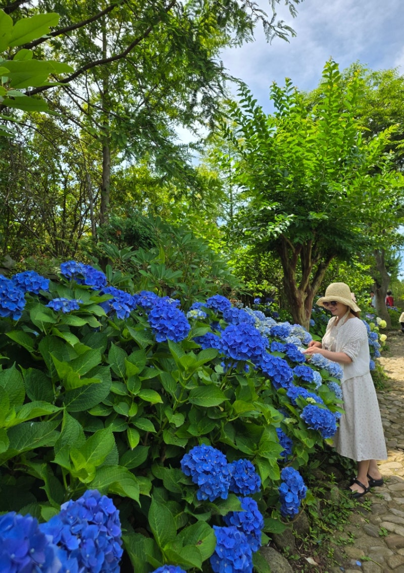 Taean Farm Kamille Herb Garden Hydrangea Festival: A Weekend Trip