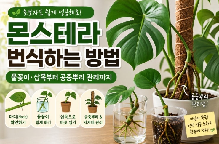 몬스테라 번식하는 방법! 물꽂이·삽목부터 공중뿌리 관리까지 총정리