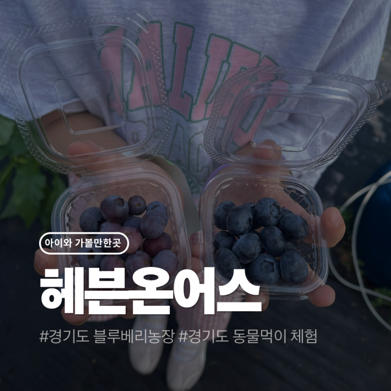 용인 블루베리체험농장 헤븐온어스 후기