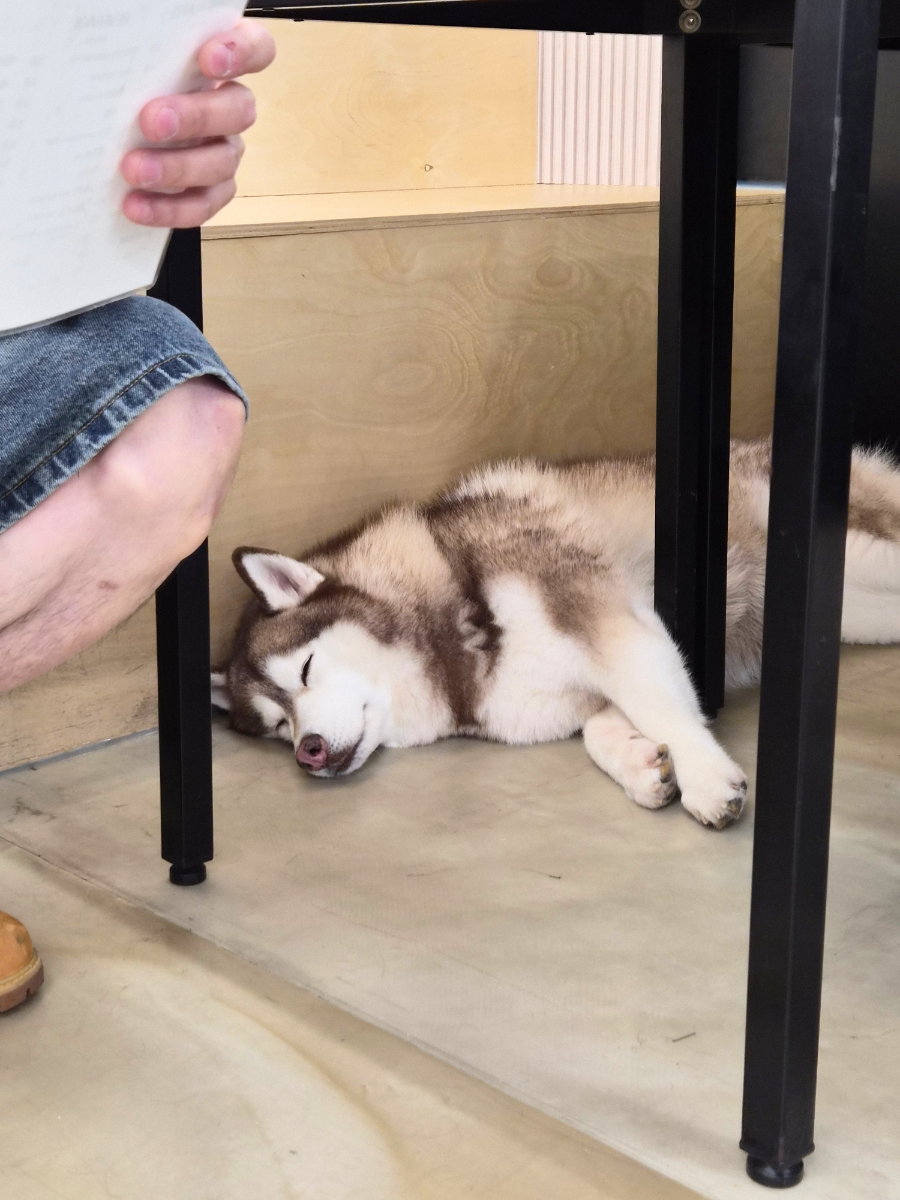 퍼펫 사진 3