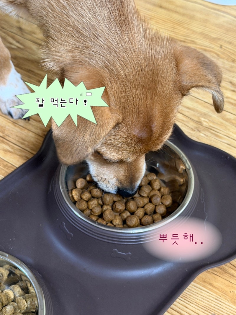 강아지눈물자국사료 추천 | 후새 저알러지 아기강아지사료로 바꿔 본 후기