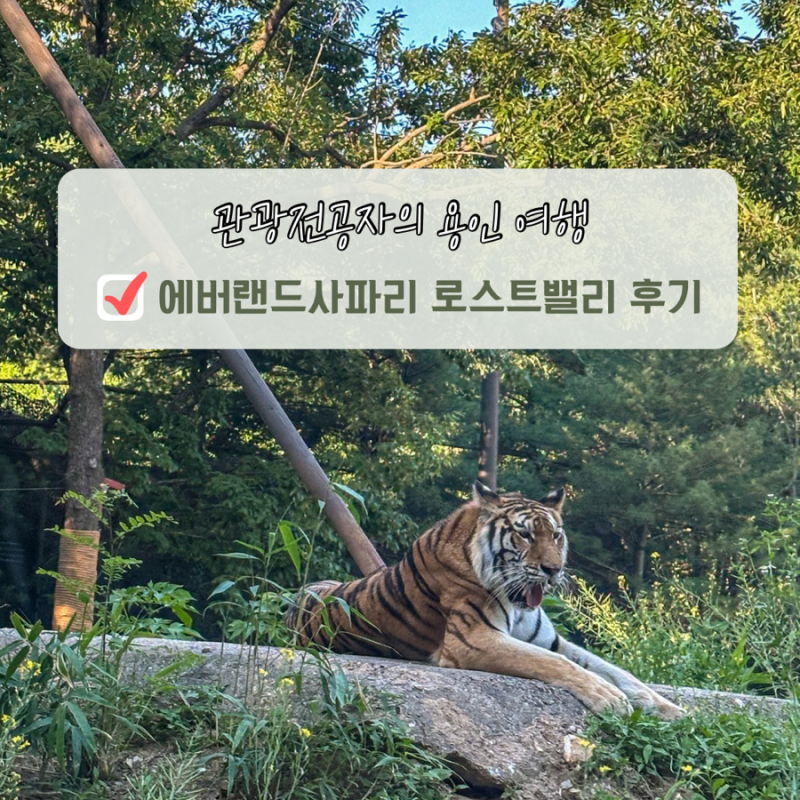 에버랜드 사파리 로스트밸리 비교 명당 스마트줄서기 준비물 입장권 총정리