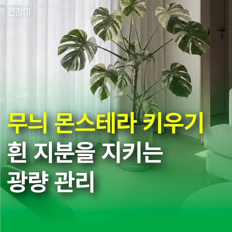 무늬 몬스테라 키우기: 흰 지분을 지키는 광량 관리와 고스트 방지 요령