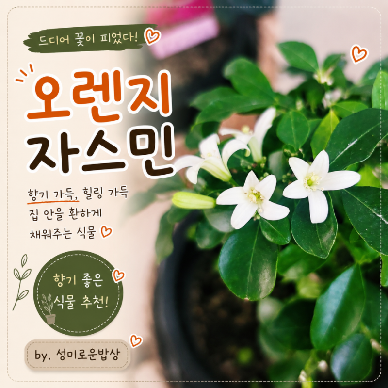 오렌지자스민 키우기, 드디어 꽃이 피었다! 향기 좋은 식물 추천