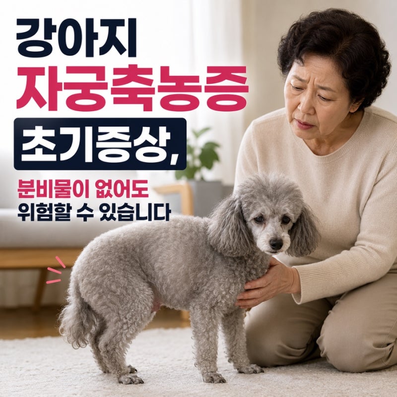 강아지 자궁축농증 초기증상, 분비물 없어도 위험할 수 있습니다