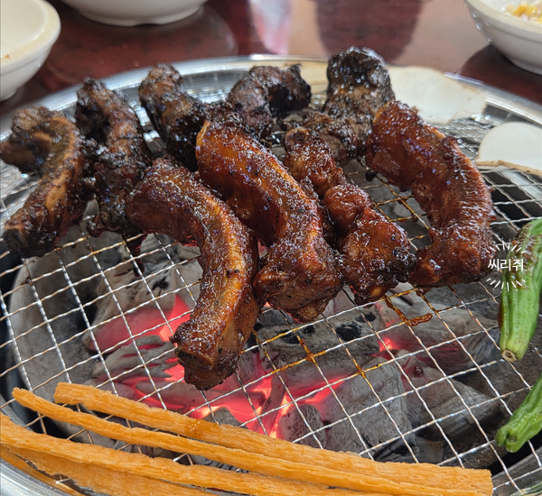 벽오동 사진 1