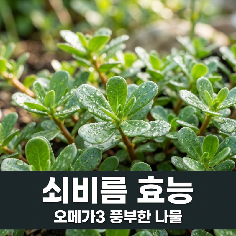 쇠비름 효능 5가지와 부작용, 오메가3 풍부한 장수나물 먹는 법