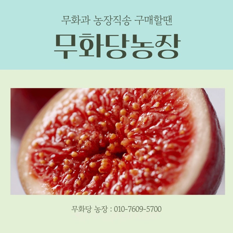 영암 무화과 농장직송 구매 방법! 무화당농장에서...