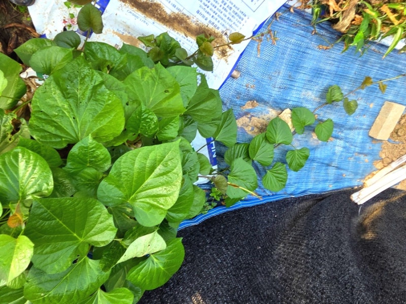 고구마 포대재배, 고구마 웃자람, 순 자르기 정말 도움 될까? 가리 비료만으로 순 억제 될까?....