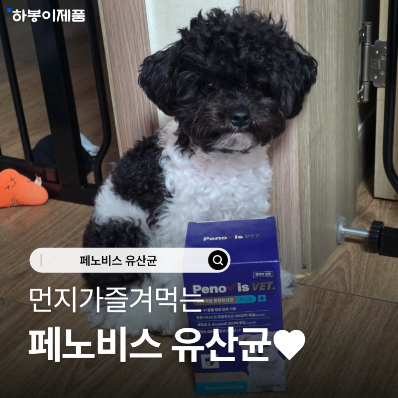 강아지 면역력 관리 업그레이드된 페노비스 벳 강아지 유산균 급여 시작