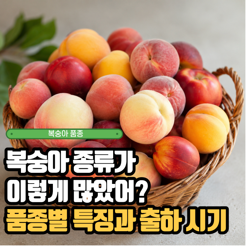 복숭아 종류가 이렇게 많았어? 품종별 특징과 출하시기 총정리