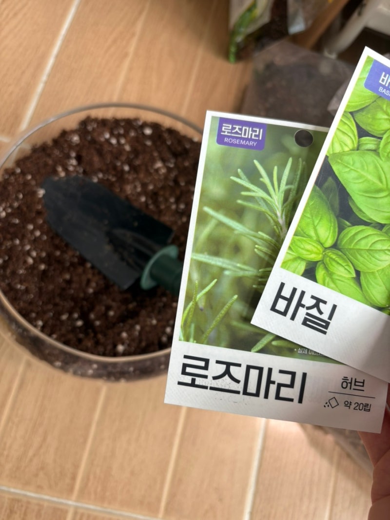 다이소 바질&로즈마리 키우기 (씨뿌리기/발아/물주는법 주의사항)