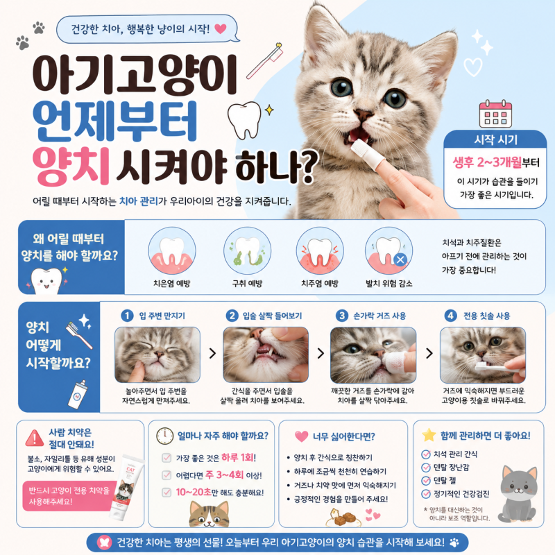 천안고양이분양 아기고양이 언제부터 양치시켜야 하나? 초보 집사가 꼭 알아야 할 치아 관....