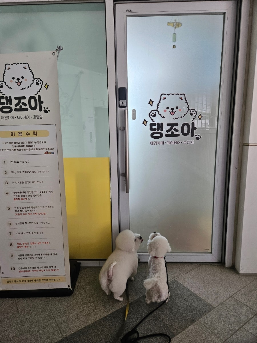 댕조아 사진 1