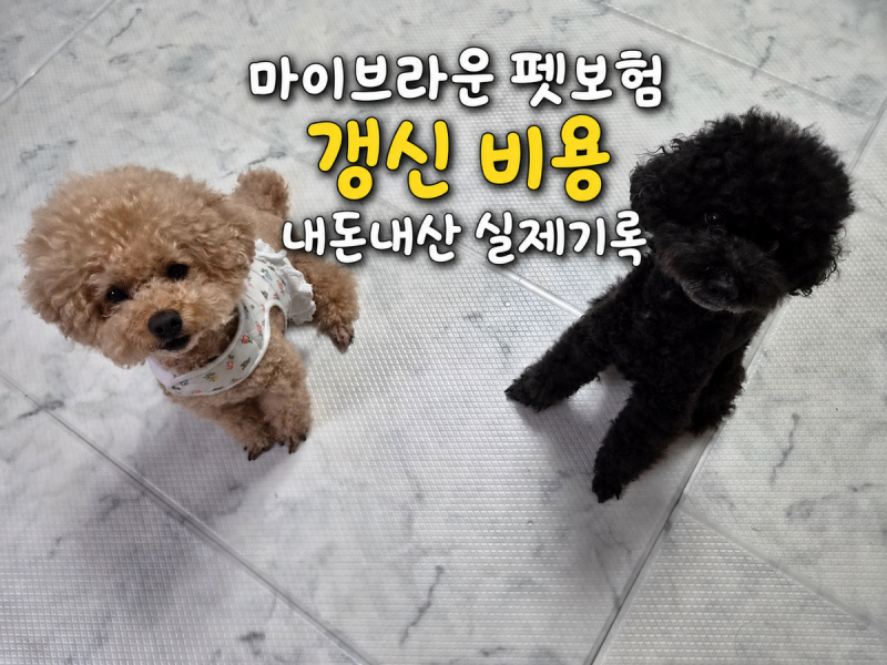 마이브라운 펫보험 갱신 비용, 1년 재가입 후기