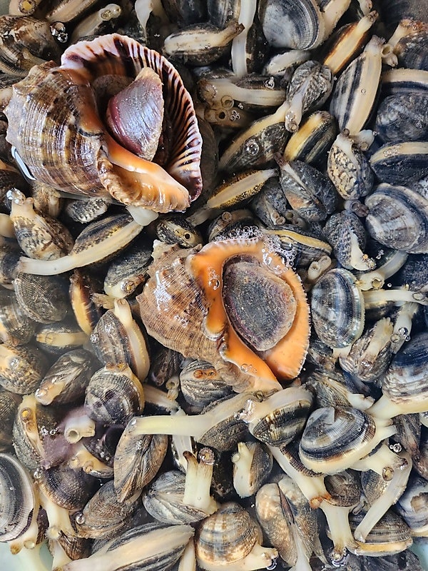 해변민박 사진 4