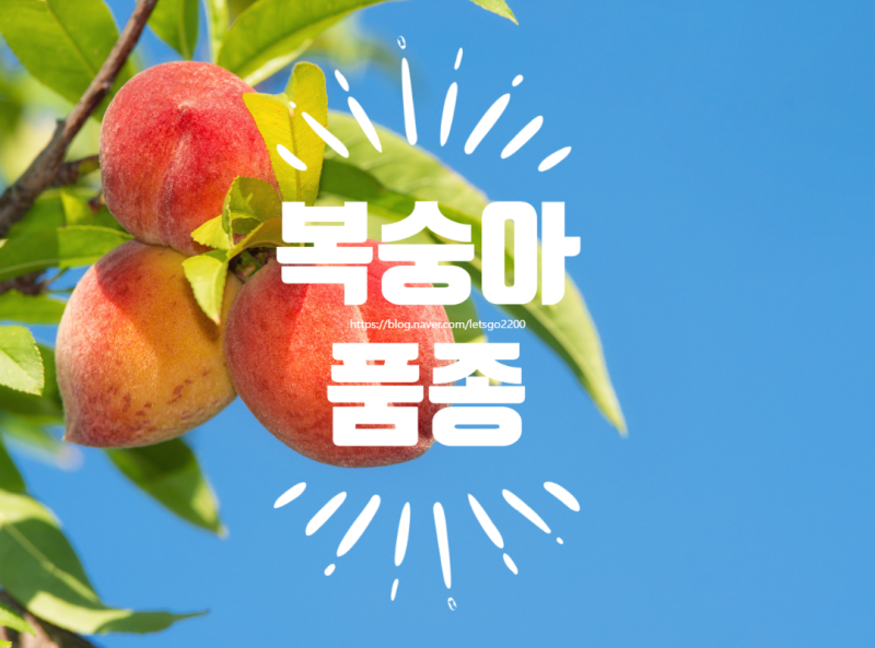 [복숭아 품종 총정리] 백도·황도·천도·딱복·물복, 내 입맛은 어느 쪽? (치유농업자원23)