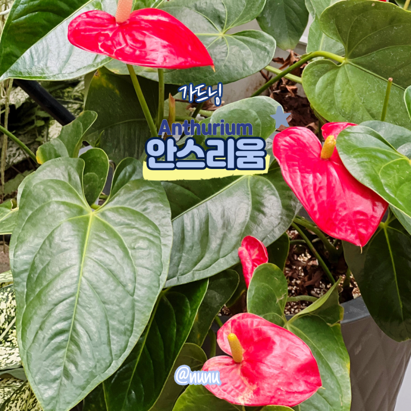 안스리움 꽃말 키우기 식물원에서 만난 안시리움에 대하여