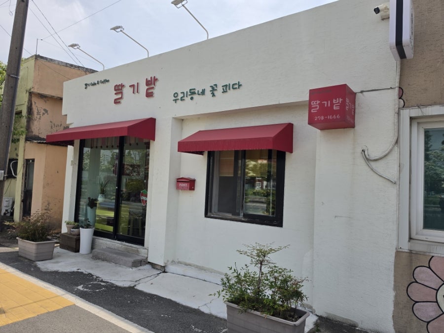 딸기밭 사진 2